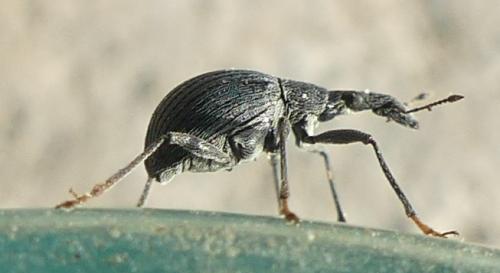Oxystoma ochropus